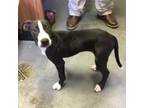 Adopt Harriet a Labrador Retriever / Mixed dog in Hamilton, GA (39047762)