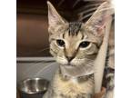 Adopt Bashful a Domestic Shorthair / Mixed cat in Hamilton, GA (39047761)