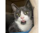 Adopt Buster a Domestic Shorthair / Mixed cat in Pleasant Hill, CA (38953847)