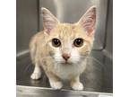 Adopt Spinky a Tan or Fawn Tabby Domestic Shorthair / Mixed cat in Martinsville