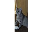 Adopt Turtle a White (Mostly) Domestic Shorthair cat in Dayton, OH (39047729)