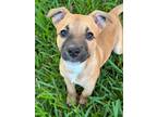 Adopt Benedict aka Benny a Boxer / American Pit Bull Terrier / Mixed dog in