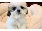 Shih Tzu Puppy for sale in Fort Smith, AR, USA