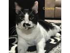 Adopt Crowley a Domestic Shorthair / Mixed cat in Spring Hill, KS (38986227)