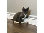 Adopt Tutti - In Foster a Domestic Shorthair / Mixed cat in Birdsboro