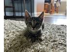 Adopt Frutti - In Foster a Domestic Shorthair / Mixed cat in Birdsboro