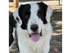 Adopt Shadow a Black Bernese Mountain Dog / Mixed dog in Grand Junction