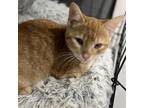 Adopt Tito a Orange or Red Domestic Shorthair / Mixed cat in Rayville