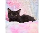 Adopt Maudie a All Black Domestic Mediumhair / Mixed cat in Idaho Falls