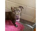 Adopt Gretel a Brown/Chocolate Mixed Breed (Medium) / Mixed dog in Pensacola