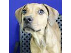 Adopt Demi a Rottweiler / Mixed dog in Fort Davis, TX (39040344)