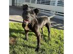 Adopt Reese a Black American Pit Bull Terrier / Mixed dog in Keaau