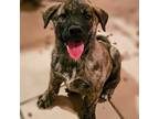 Adopt Streetcar Litter - Ferrari a Brindle Mastiff dog in Vail, AZ (38918137)