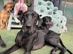 Adopt Bonnie a Black Great Dane / Mixed dog in Vail, AZ (39044478)