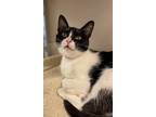 Adopt Mercedes a Domestic Shorthair / Mixed cat in Monterey, CA (38983421)