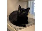 Adopt Esco a Domestic Shorthair / Mixed cat in Monterey, CA (38983419)
