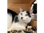 Adopt Aladin a Domestic Mediumhair / Mixed cat in Monterey, CA (39044706)
