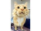 Adopt Pippin - Bonded With Merry a Domestic Mediumhair / Mixed cat in