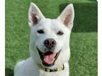 Adopt Smiley a Jindo / Mixed dog in San Ramon, CA (38953551)