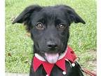 Adopt Zera a Bernese Mountain Dog / Retriever (Unknown Type) / Mixed dog in San