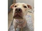 Adopt Betty a Tan/Yellow/Fawn Labrador Retriever / Pit Bull Terrier / Mixed dog