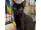 Adopt Orinoco a All Black Domestic Mediumhair / Mixed cat in Pleasanton