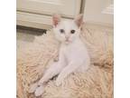 Adopt Darla a White Domestic Shorthair / Mixed cat in Los Angeles, CA (38938560)