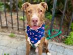 Adopt Chase a Mixed Breed (Medium) / Mixed dog in New York, NY (38968661)