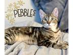 Adopt Pebbles a Brown or Chocolate Domestic Shorthair / Mixed cat in Fort