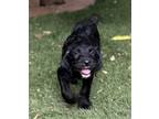 Adopt Maisy a Black Labrador Retriever / Poodle (Standard) / Mixed dog in Dana