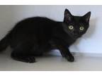 Adopt Wallas a Domestic Shorthair / Mixed cat in Napa, CA (39003947)