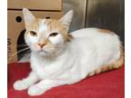 Adopt Tigger a Domestic Shorthair / Mixed cat in Lexington, KY (39013014)