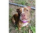 Adopt Ivy a Pit Bull Terrier / Mixed dog in Portsmouth, VA (38924573)