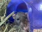 Adopt Apple (bonded w/ Banana) a Rat small animal in Oakland, CA (39044555)