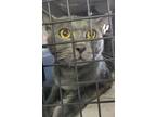 Adopt Mr. Kitty a Gray or Blue Domestic Shorthair cat in Kingman, AZ (39046878)
