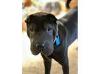 Adopt Indigo a Black Shar Pei / Mixed dog in Phoenix, AZ (39045980)