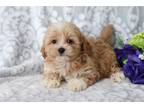 Maltipoo Puppy for sale in Mansfield, OH, USA