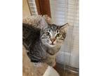 Adopt Pierre Chat Tigre a Brown Tabby Domestic Shorthair / Mixed (short coat)