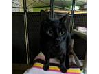 Adopt Wrecker a All Black Domestic Shorthair / Mixed cat in Madison