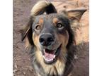 Adopt Prim a Black Mixed Breed (Medium) / Mixed dog in Moab, UT (39035909)