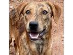 Adopt Haven a Brindle Mixed Breed (Medium) / Mixed dog in Moab, UT (38917730)