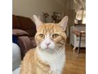 Adopt Tang a Orange or Red Domestic Shorthair / Mixed (short coat) cat in