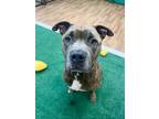 Adopt George a Brindle American Pit Bull Terrier / Mixed dog in Daytona Beach