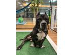 Adopt Thor a Black American Pit Bull Terrier / Mixed dog in Daytona Beach