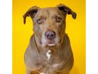 Adopt Deacon a Brown/Chocolate Labrador Retriever / Dogue de Bordeaux / Mixed