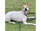 Adopt June 221322 a White - with Tan, Yellow or Fawn Mixed Breed (Medium) /