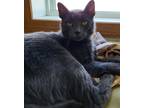 Adopt Prince a Domestic Shorthair / Mixed (short coat) cat in Medford