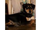 Adopt Theo a Black Doberman Pinscher / Catahoula Leopard Dog / Mixed dog in