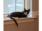 Adopt Atticus a Black & White or Tuxedo Domestic Shorthair (short coat) cat in