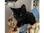 Adopt Luna a Domestic Shorthair / Mixed cat in Mipiltas, CA (39025618)
